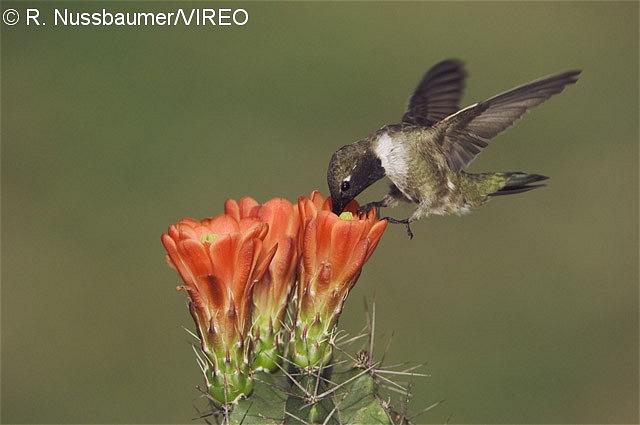 Black-chinned Hummingbird n06-2-036.jpg